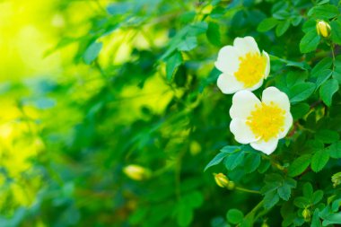 Beyaz köpek gülü. Bulanık arka planda yeşil yaprakları olan Rosa Canina çiçekleri. Çiçek açan beyaz gül çalısı. Beyaz köpek bir bokeh üzerinde gül (Rosa canina). Boşluğu kopyala