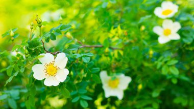 Beyaz köpek gülü. Bulanık arka planda yeşil yaprakları olan Rosa Canina çiçekleri. Çiçek açan beyaz gül çalısı. Beyaz köpek bir bokeh üzerinde gül (Rosa canina). Boşluğu kopyala