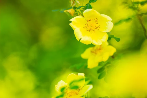 Rosas Amarelas Rosa Canina Flores Com Folhas Verdes Fundo Embaçado — Fotografia de Stock