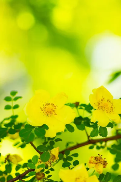 Rosas Amarelas Rosa Canina Flores Com Folhas Verdes Fundo Embaçado — Fotografia de Stock