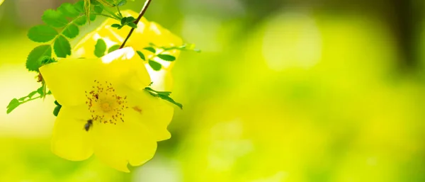 Rosas Amarelas Rosa Canina Flores Com Folhas Verdes Fundo Embaçado — Fotografia de Stock