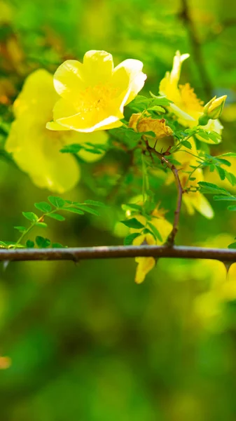 Žlutý Pes Vstal Rosa Canina Květiny Zelenými Listy Rozmazaném Pozadí — Stock fotografie