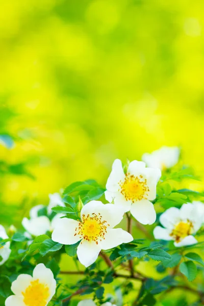 White Dog Rose Rosa Canina Flowers Green Leaves Blurry Background — Stock Photo, Image