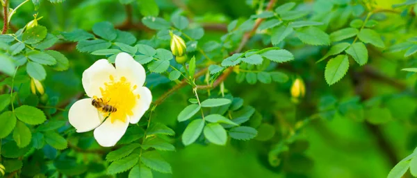White dog rose. Rosa canina flowers with green leaves on a blurry background. Blooming wild white rose bush. White dog rose (Rosa canina) on a bokeh. Copy space