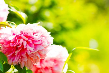 Pembe şakayıklar. Bulanık yeşil arka planda şakayıklar. Sevgililer Günü için pembe çiçekler. Boşluğu kopyala