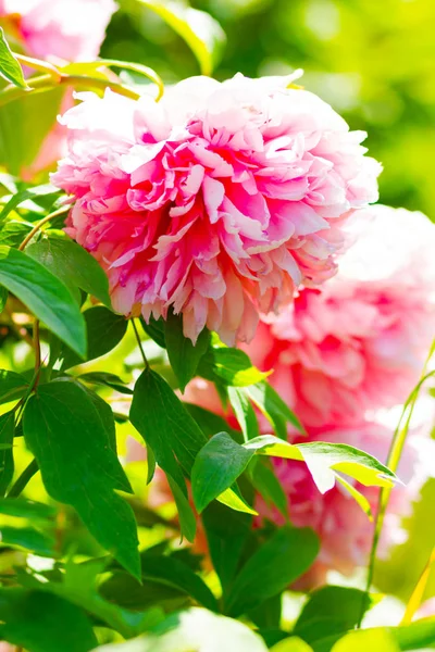 Pink Blooming Peonies Peonies Blurred Green Background Pink Flowers Valentine — Stock Photo, Image