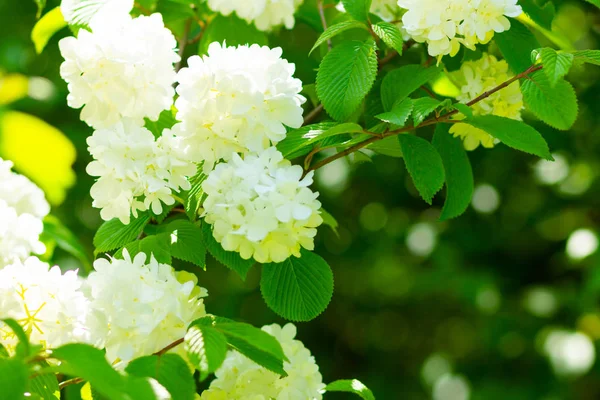 White hydrangea flower blossom in garden. Hydrangea bushes. White flowers for Valentine's Day. Copy space