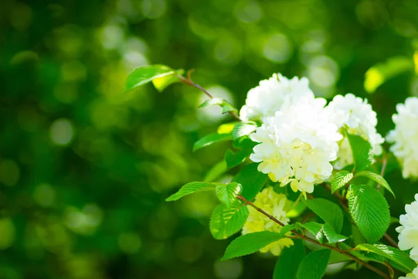 White Hydrangea Flower Blossom Garden Hydrangea Bushes White Flowers Valentine — Stock Photo, Image