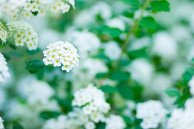 Beyaz Spiraea 'nın bir dalı. Bahar çiçekleri konsepti. Bir çok beyaz çiçekli bahar çiçekleri - Spirea (Spiraea kantoniensis). Boşluğu kopyala