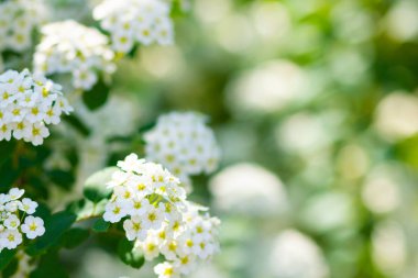 Beyaz Spiraea 'nın bir dalı. Bahar çiçekleri konsepti. Bir çok beyaz çiçekli bahar çiçekleri - Spirea (Spiraea kantoniensis). Boşluğu kopyala