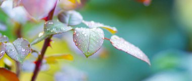 Gül yaprakları çiğ tanesinde. Su damlalarında yeşil yapraklar. Boşluğu kopyala