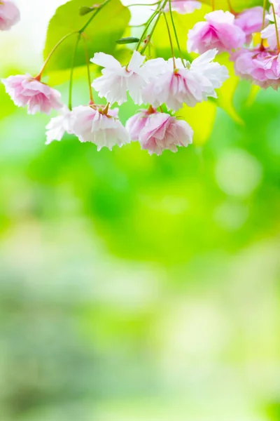 Pink Cherry Blossom Sakura Flower Soft Focus Cherry Blossom Sakura — Stock Photo, Image