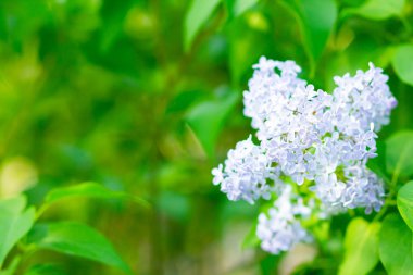 Çiçek açan leylağın bahar dalı. Bulanık arkaplandaki leylak çiçekleri. Bulanık yeşil yapraklı mor leylak çiçeği. Sevgililer Günü. Boşluğu kopyala
