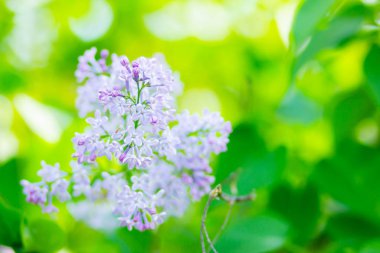 Çiçek açan leylağın bahar dalı. Bulanık arkaplandaki leylak çiçekleri. Bulanık yeşil yapraklı mor leylak çiçeği. Sevgililer Günü. Boşluğu kopyala