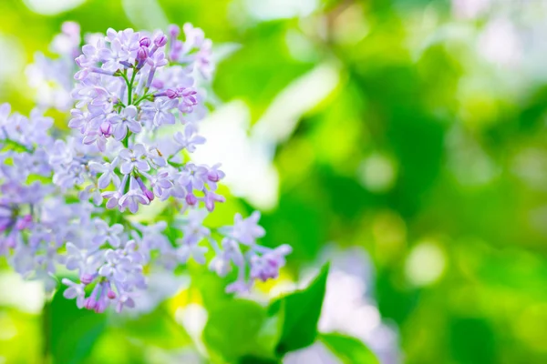 Wiosenna Gałąź Kwitnącego Bzu Liliowy Bukiet Kwiatów Rozmazanym Tle Fioletowy — Zdjęcie stockowe