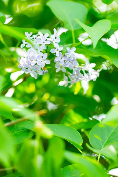 Wiosenna Gałąź Kwitnącego Bzu Liliowy Bukiet Kwiatów Rozmazanym Tle Fioletowy — Zdjęcie stockowe