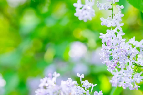 Jarní Větev Kvetoucího Šeříku Lilac Květiny Shluk Přes Rozmazané Pozadí — Stock fotografie