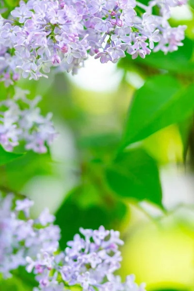 Spring Branch Blossoming Lilac Lilac Flowers Bunch Blurred Background Purple — Stock Photo, Image