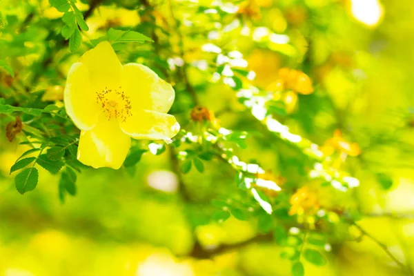 Желтая Собачья Роза Цветы Rosa Canina Зелеными Листьями Размытом Фоне — стоковое фото