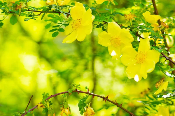 Yellow dog rose. Rosa canina flowers with green leaves on a blurry background. Blooming wild yellow rose bush. Yellow dog rose (Rosa canina) on a bokeh. Copy space
