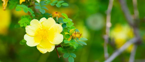 Rosas Amarelas Rosa Canina Flores Com Folhas Verdes Fundo Embaçado — Fotografia de Stock