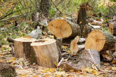 Sawn logs of trees and tree bark. Big pile of firewood. Many parts of sawn tree trunk. Deforestation, forest clearing, in leafless deciduous forest. Ecological problem. Global warming
