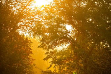 Fog between trees. Morning sun rays in the fog. Autumn landscape with warm light and fog