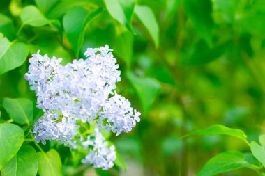 Çiçek açan leylağın bahar dalı. Bulanık arkaplandaki leylak çiçekleri. Bulanık yeşil yapraklı mor leylak çiçeği. Sevgililer Günü. Boşluğu kopyala