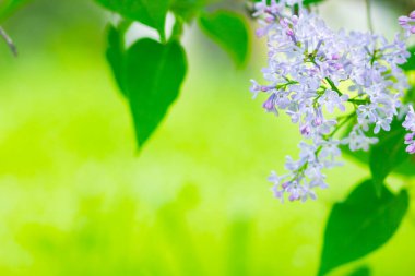 Çiçek açan leylağın bahar dalı. Bulanık arkaplandaki leylak çiçekleri. Bulanık yeşil yapraklı mor leylak çiçeği. Sevgililer Günü. Boşluğu kopyala