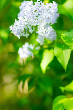 Çiçek açan leylağın bahar dalı. Bulanık arkaplandaki leylak çiçekleri. Bulanık yeşil yapraklı mor leylak çiçeği. Sevgililer Günü. Boşluğu kopyala