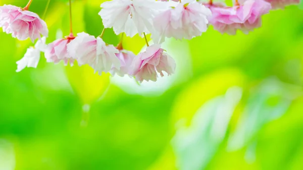 Pink Cherry Blossom Sakura Flower Soft Focus Cherry Blossom Sakura — Stock Photo, Image