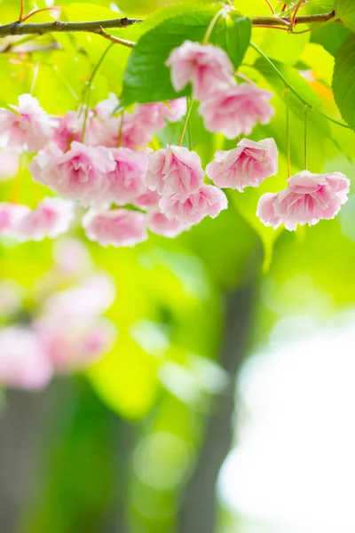 Pink Cherry Blossom Sakura Flower Soft Focus Cherry Blossom Sakura — Stock Photo, Image