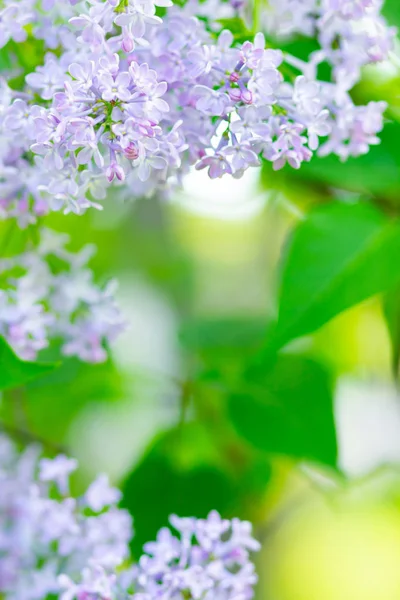 Voorjaar Tak Van Bloeiende Lila Lilac Bloemen Bos Wazige Achtergrond — Stockfoto