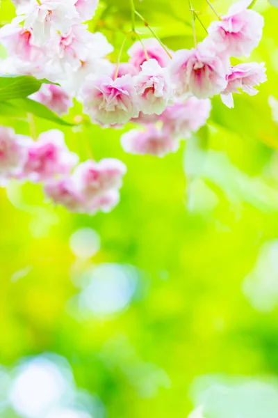 ピンクの桜 背景がぼんやりとした桜や桜の花にフォーカス 太陽の下でさくらと緑の葉 バレンタインデーだスペースのコピー — ストック写真