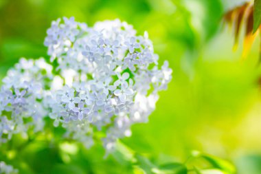 Çiçek açan leylağın bahar dalı. Bulanık arkaplandaki leylak çiçekleri. Bulanık yeşil yapraklı mor leylak çiçeği. Sevgililer Günü. Boşluğu kopyala