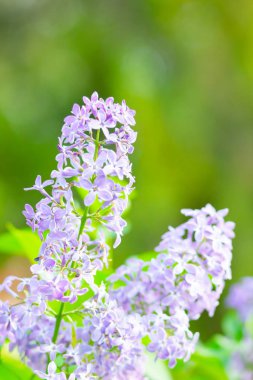Çiçek açan leylağın bahar dalı. Bulanık arkaplandaki leylak çiçekleri. Bulanık yeşil yapraklı mor leylak çiçeği. Sevgililer Günü. Boşluğu kopyala