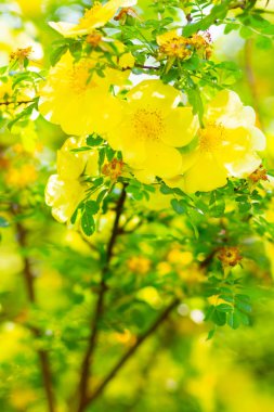 Sarı köpek gülü. Bulanık arka planda yeşil yaprakları olan Rosa Canina çiçekleri. Çiçek açan sarı gül çalısı. Sarı köpek bir bokeh üzerinde gül (Rosa canina). Boşluğu kopyala