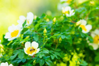 Beyaz köpek gülü. Bulanık arka planda yeşil yaprakları olan Rosa Canina çiçekleri. Çiçek açan beyaz gül çalısı. Beyaz köpek bir bokeh üzerinde gül (Rosa canina). Boşluğu kopyala