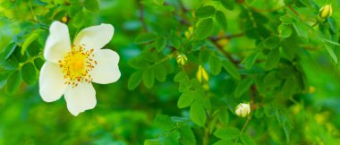 Beyaz köpek gülü. Bulanık arka planda yeşil yaprakları olan Rosa Canina çiçekleri. Çiçek açan beyaz gül çalısı. Beyaz köpek bir bokeh üzerinde gül (Rosa canina). Boşluğu kopyala