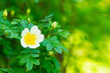 Beyaz köpek gülü. Bulanık arka planda yeşil yaprakları olan Rosa Canina çiçekleri. Çiçek açan beyaz gül çalısı. Beyaz köpek bir bokeh üzerinde gül (Rosa canina). Boşluğu kopyala