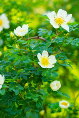 Beyaz köpek gülü. Bulanık arka planda yeşil yaprakları olan Rosa Canina çiçekleri. Çiçek açan beyaz gül çalısı. Beyaz köpek bir bokeh üzerinde gül (Rosa canina). Boşluğu kopyala
