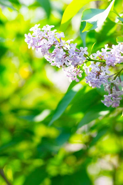 Voorjaar Tak Van Bloeiende Lila Lilac Bloemen Bos Wazige Achtergrond — Stockfoto