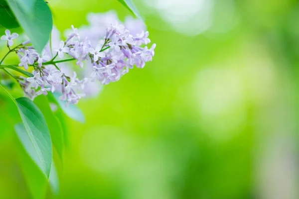 Весенняя Ветвь Цветущей Сирени Цветы Сирени Размытом Фоне Фиолетовый Лиловый — стоковое фото