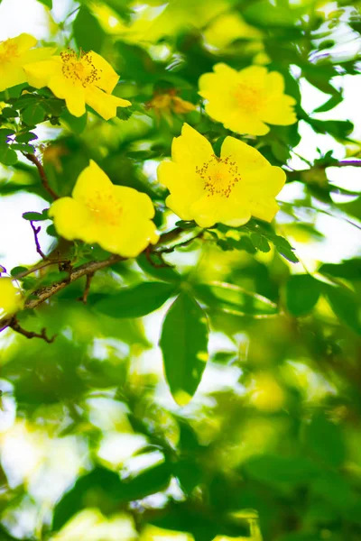 Sarı Köpek Gülü Bulanık Arka Planda Yeşil Yaprakları Olan Rosa — Stok fotoğraf