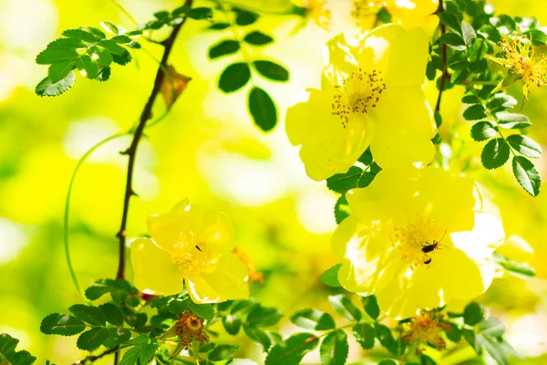 Rosas Amarelas Rosa Canina Flores Com Folhas Verdes Fundo Embaçado — Fotografia de Stock
