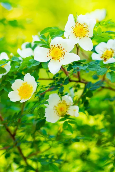 White dog rose. Rosa canina flowers with green leaves on a blurry background. Blooming wild white rose bush. White dog rose (Rosa canina) on a bokeh. Copy space