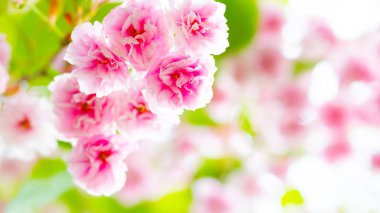 Pembe kiraz çiçeği (Sakura). Yumuşak odak kiraz çiçeği ya da bulanık arka planda sakura çiçeği. Sakura ve yeşil yapraklar güneşte. Sevgililer Günü. Boşluğu kopyala