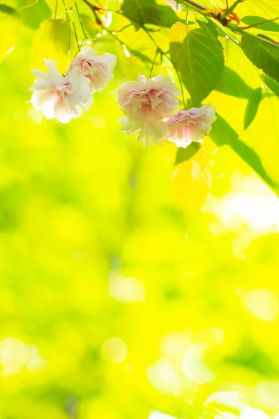 Ροζ Άνθος Κερασιάς Sakura Μαλακό Άνθος Κερασιάς Εστίασης Λουλούδι Sakura — Φωτογραφία Αρχείου