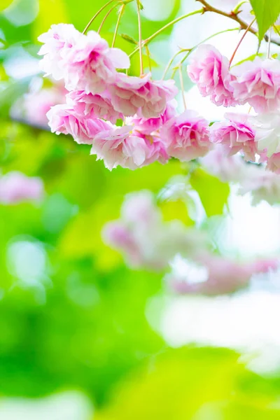 Pink Cherry Blossom Sakura Flower Soft Focus Cherry Blossom Sakura — Stock Photo, Image