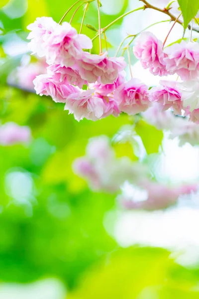 ピンクの桜 背景がぼんやりとした桜や桜の花にフォーカス 太陽の下でさくらと緑の葉 バレンタインデーだスペースのコピー — ストック写真